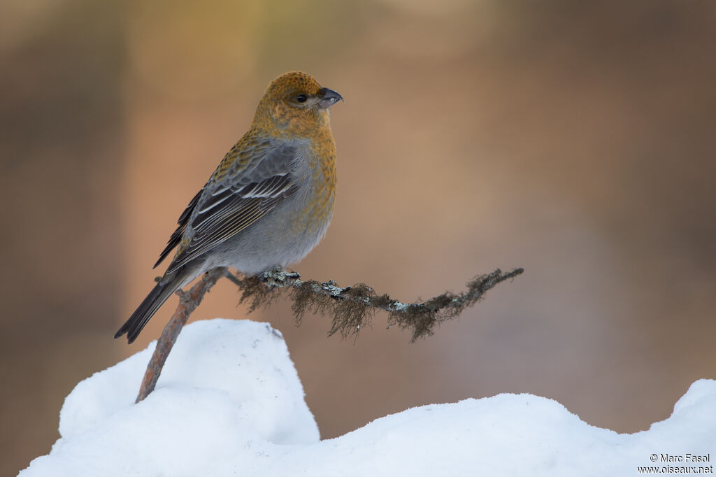 Pine Grosbeak female adult, identification