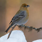 Pine Grosbeak