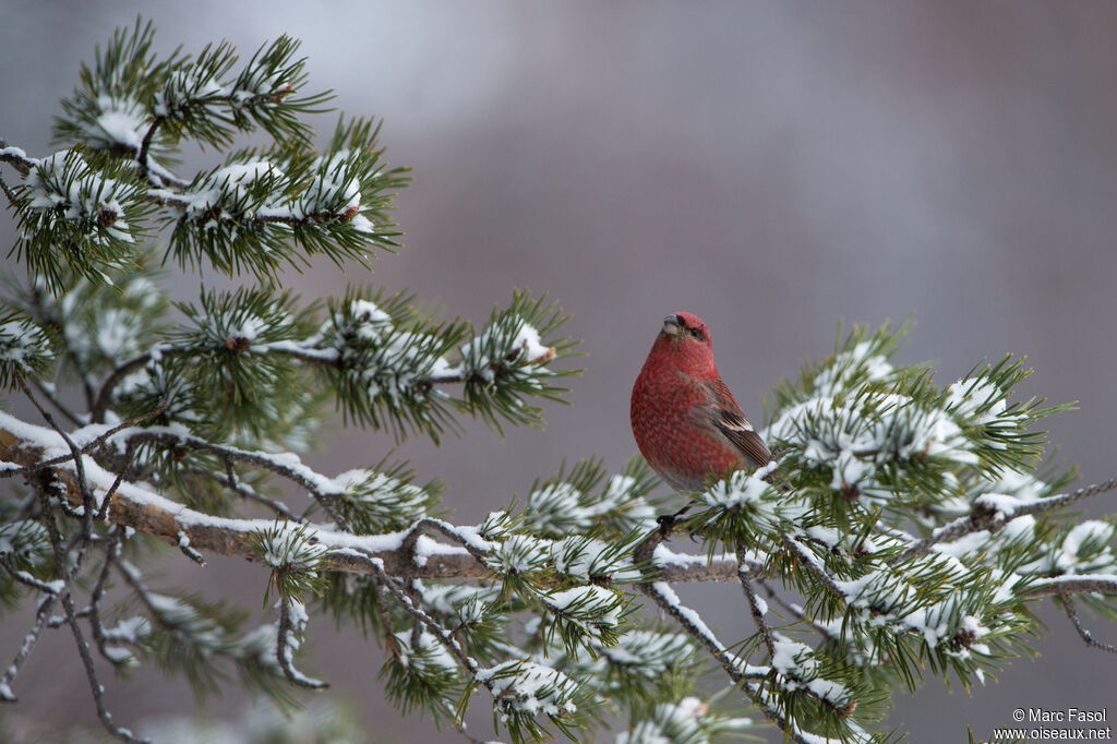 Pine Grosbeak male adult breeding, identification