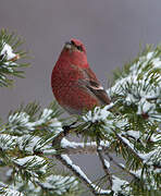 Pine Grosbeak