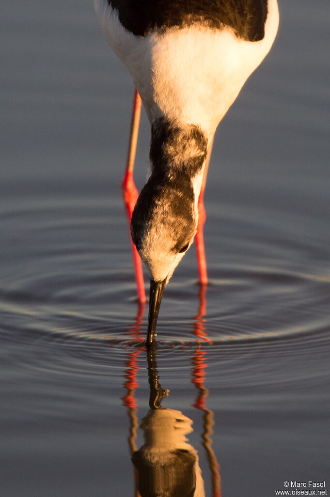 Black-winged Stiltadult, close-up portrait