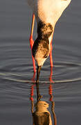 Black-winged Stilt