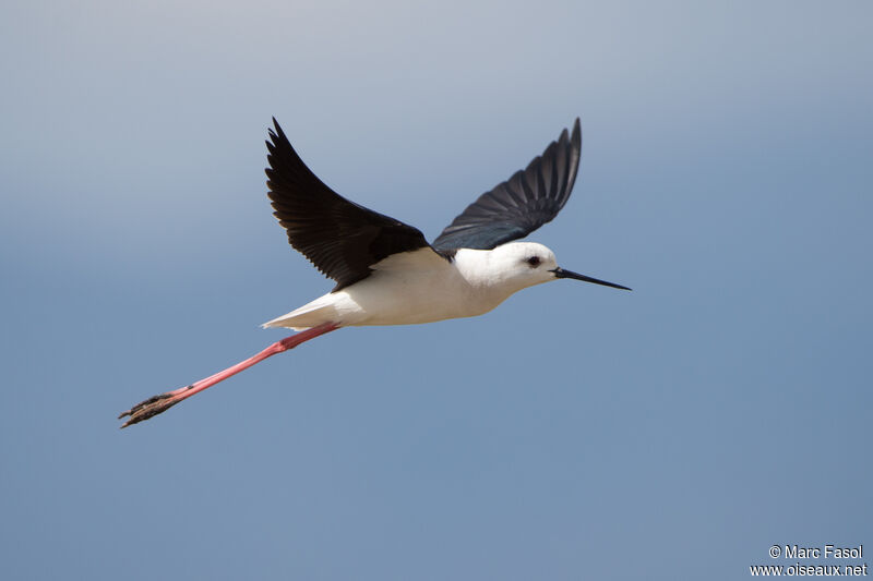 Black-winged Stilt female adult, Flight
