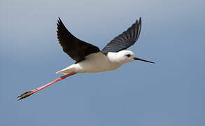 Black-winged Stilt