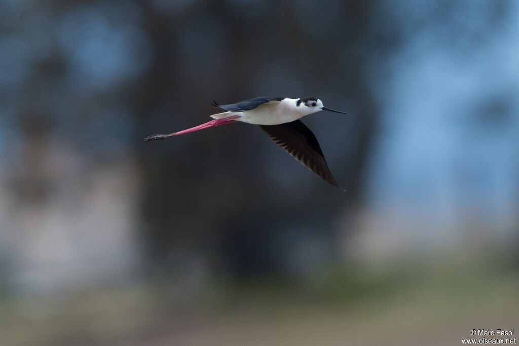 Black-winged Stilt male adult, Flight