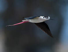 Black-winged Stilt