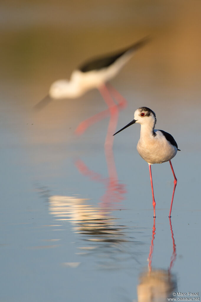 Black-winged Stiltadult breeding