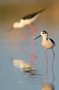 Black-winged Stilt