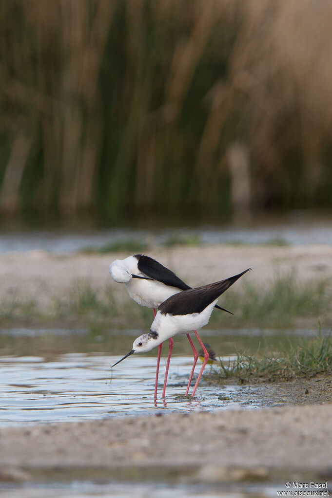 Black-winged Stiltadult breeding, mating.