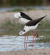 Black-winged Stilt