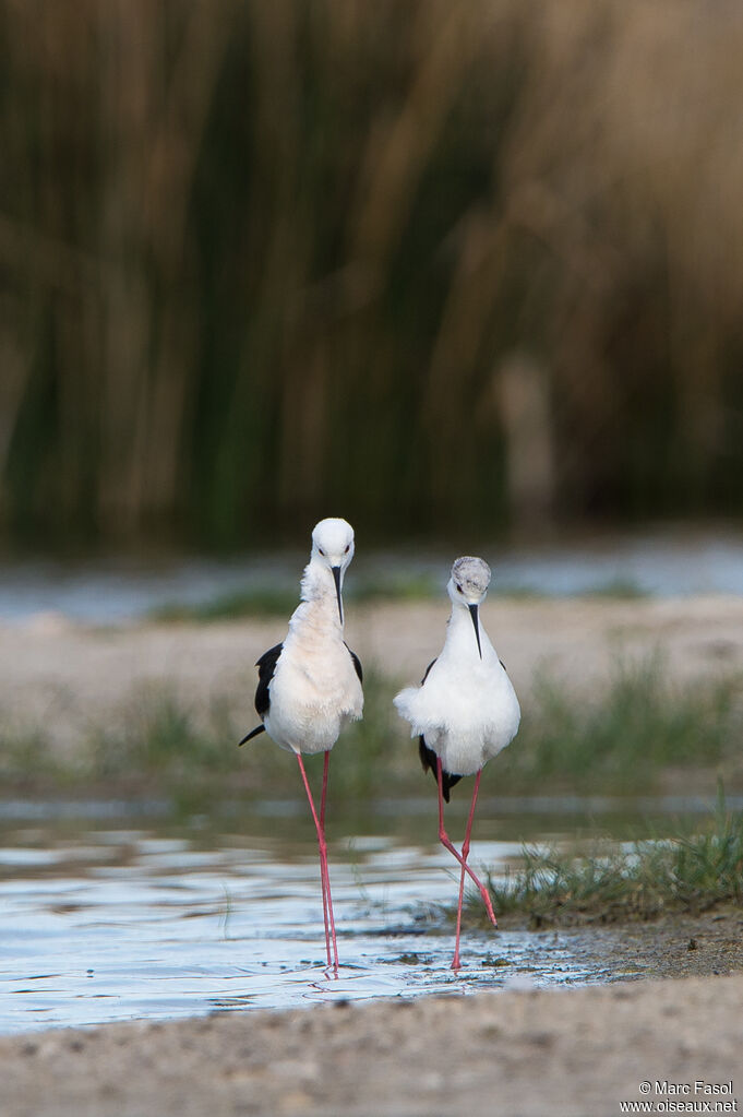 Échasse blancheadulte nuptial, accouplement.