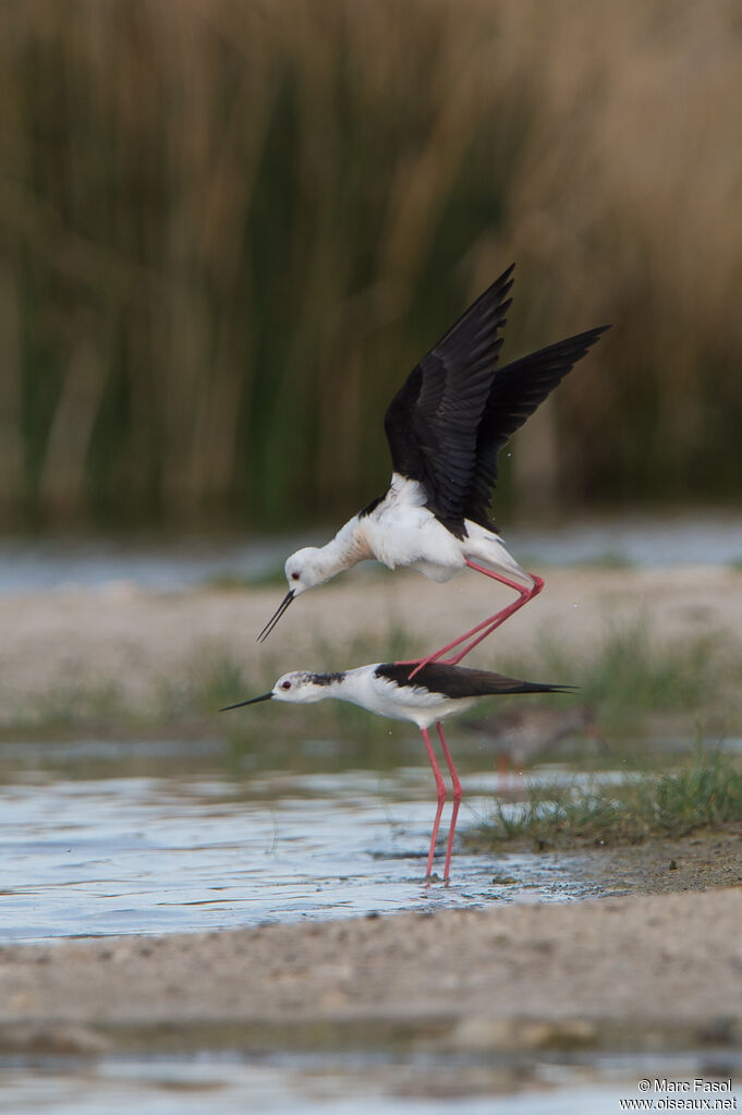 Black-winged Stiltadult breeding, mating.