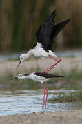 Black-winged Stilt