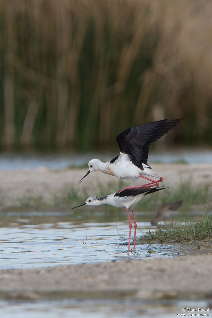 Black-winged Stiltadult breeding, mating.