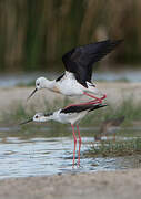 Black-winged Stilt