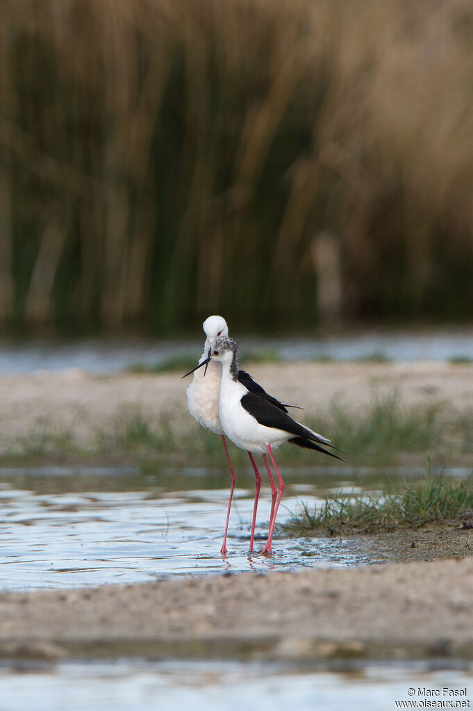 Black-winged Stilt