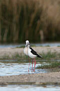 Black-winged Stilt