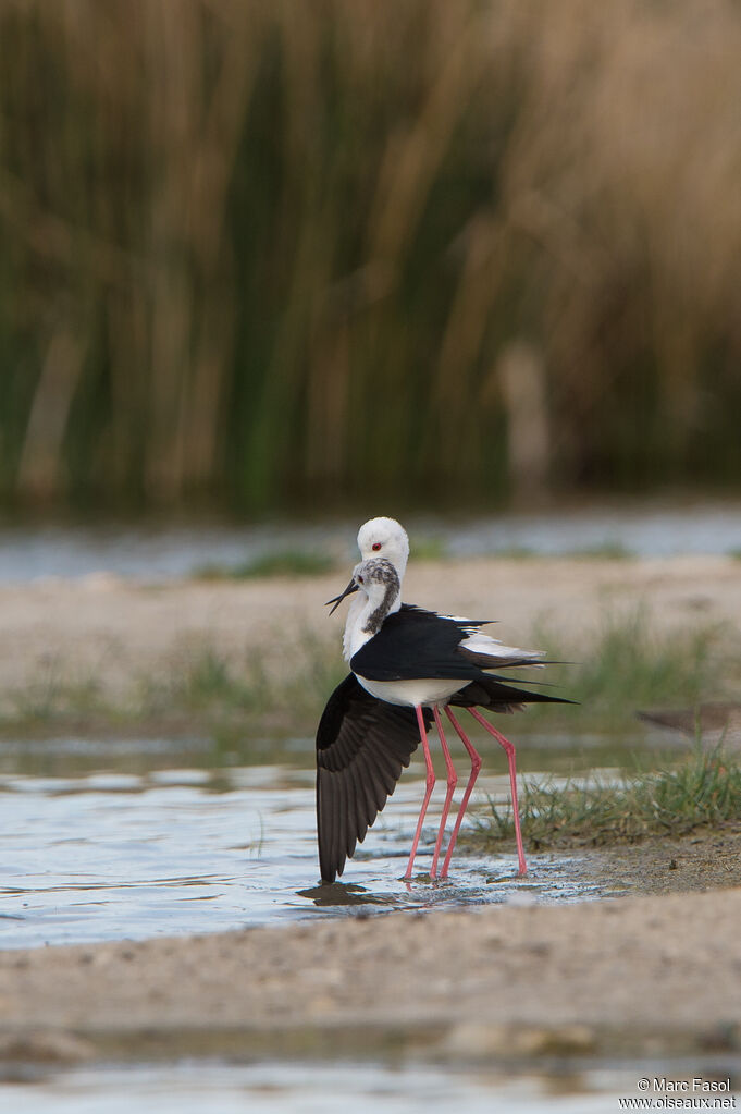 Black-winged Stiltadult breeding, mating.