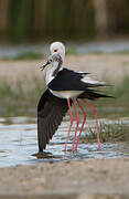 Black-winged Stilt