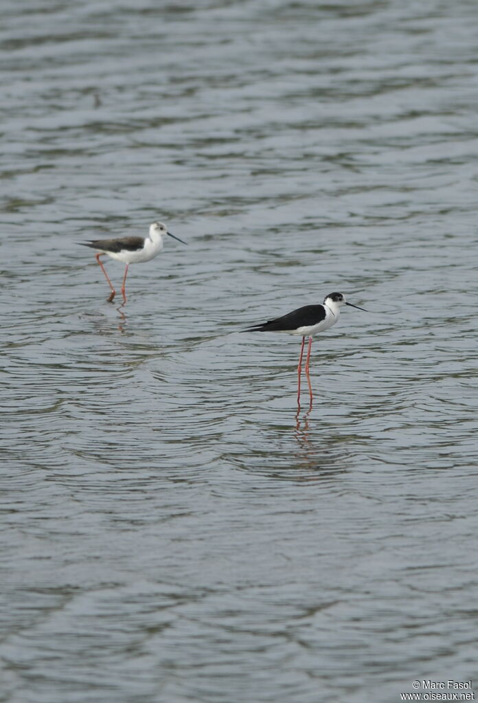 Black-winged Stilt adult post breeding, identification