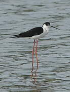 Black-winged Stilt