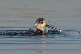 Black-winged Stilt