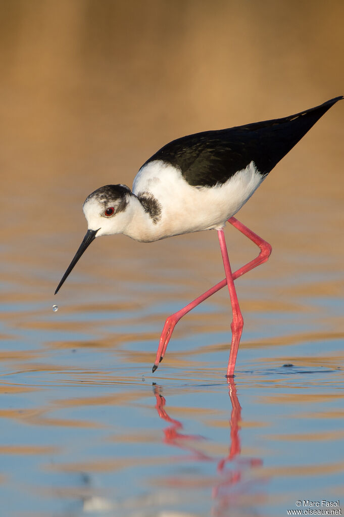 Black-winged Stilt female adult, identification, walking, fishing/hunting