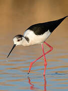 Black-winged Stilt