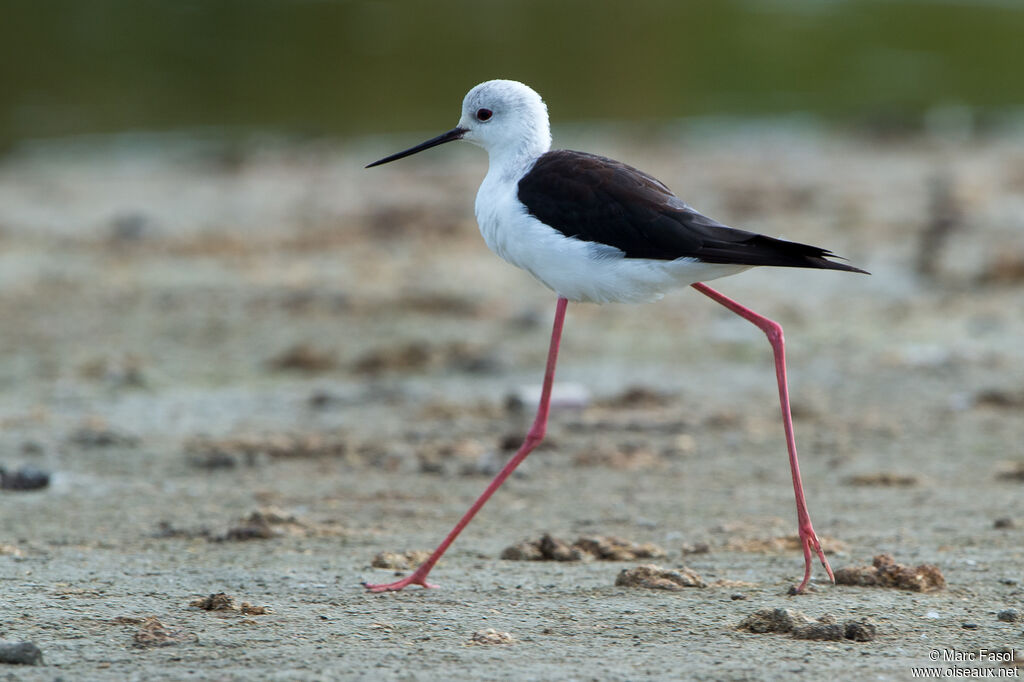 Black-winged Stilt female adult, walking