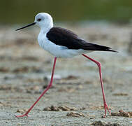 Black-winged Stilt