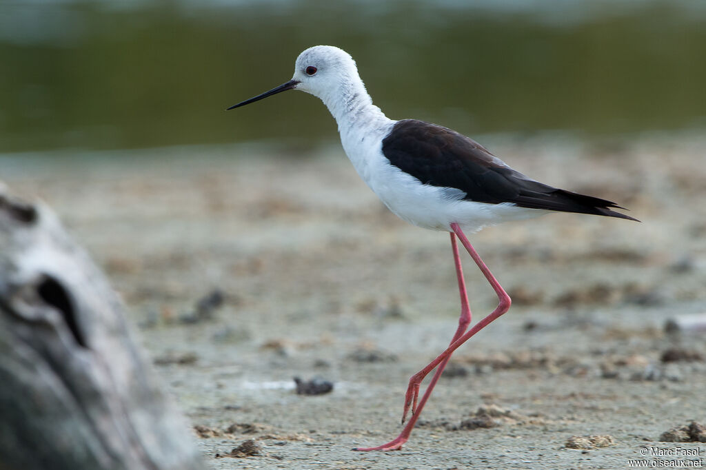 Black-winged Stilt female adult, identification, walking