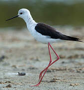 Black-winged Stilt