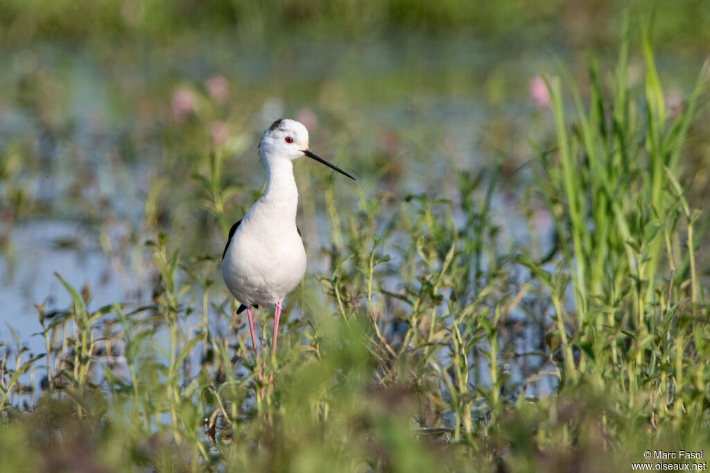 Black-winged Stilt male adult, identification