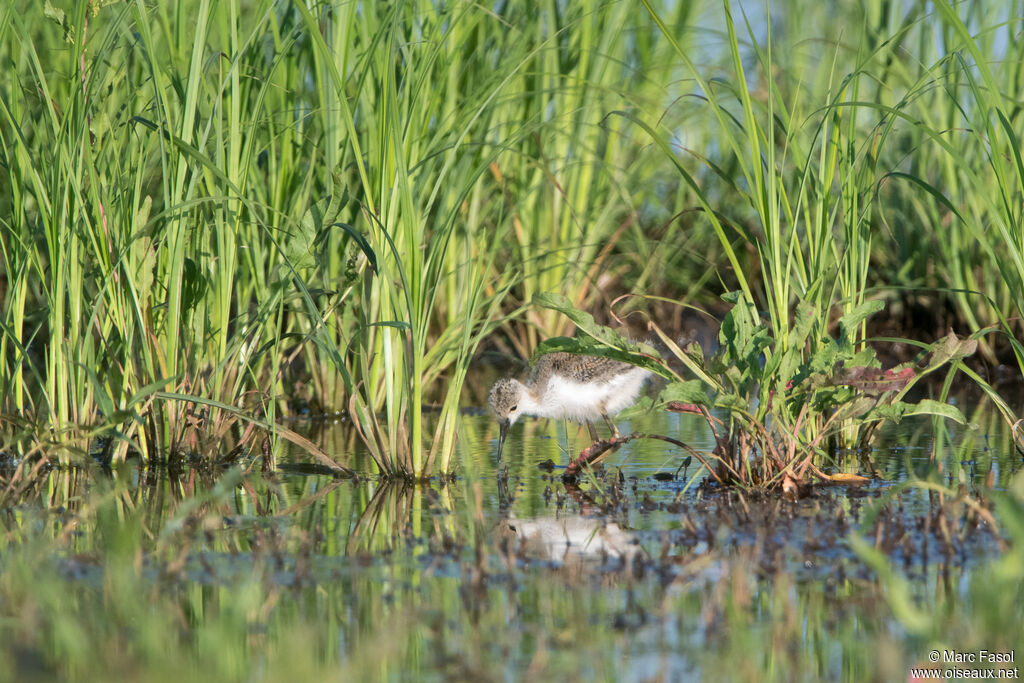 Black-winged StiltPoussin, identification, walking