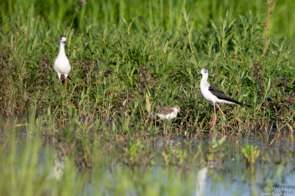 Échasse blanche, habitat