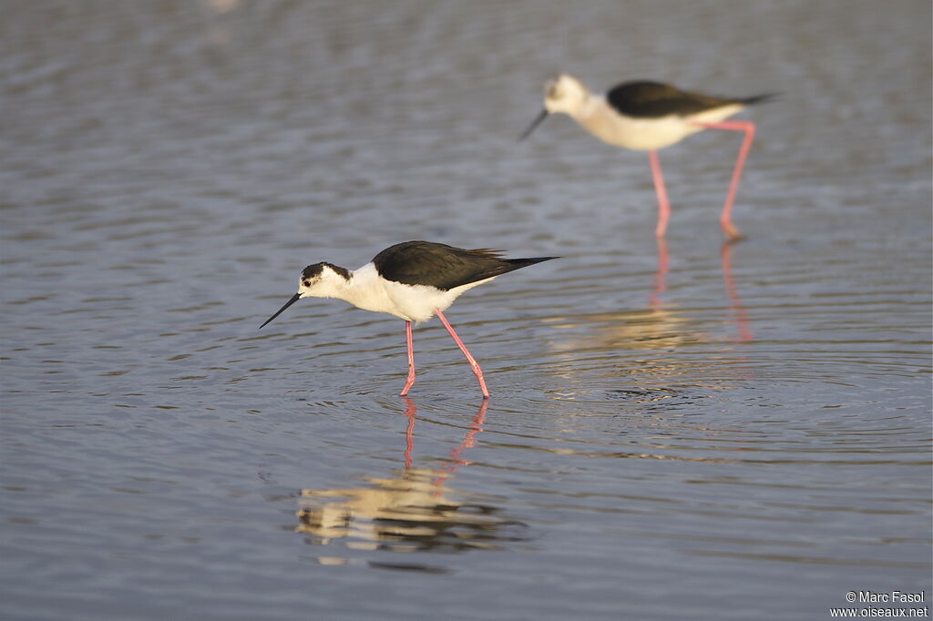 Black-winged Stiltadult breeding, identification, feeding habits, Behaviour