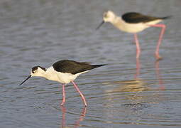 Black-winged Stilt