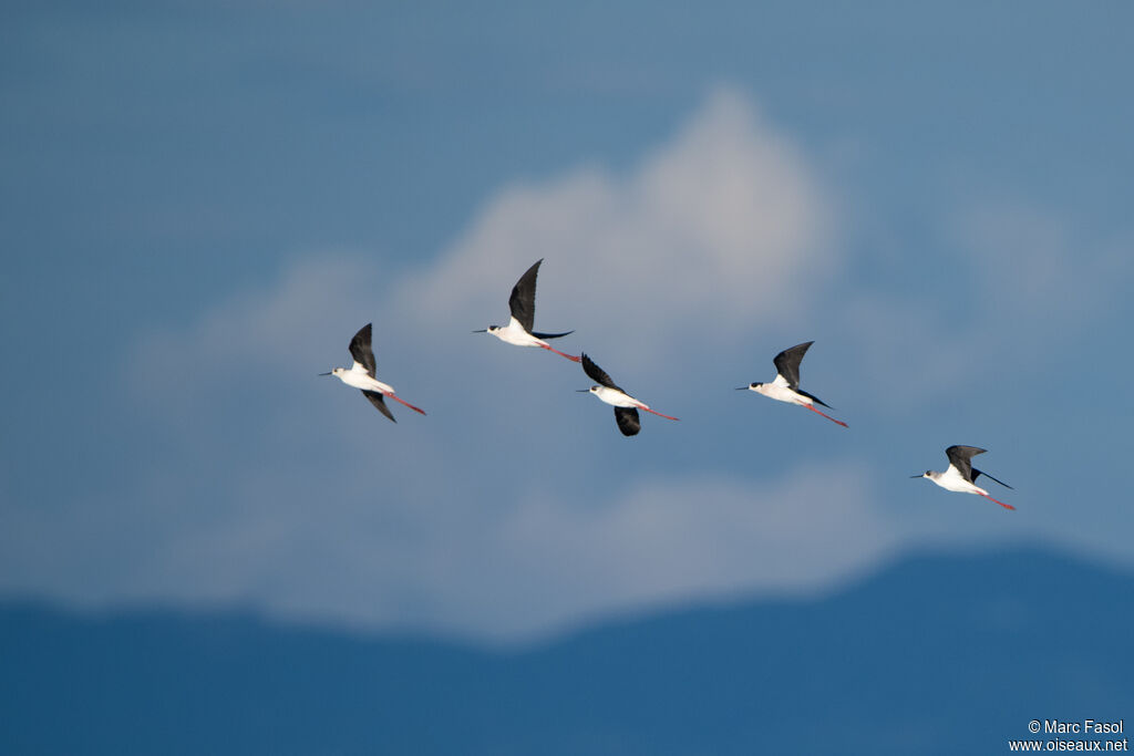 Échasse blanche