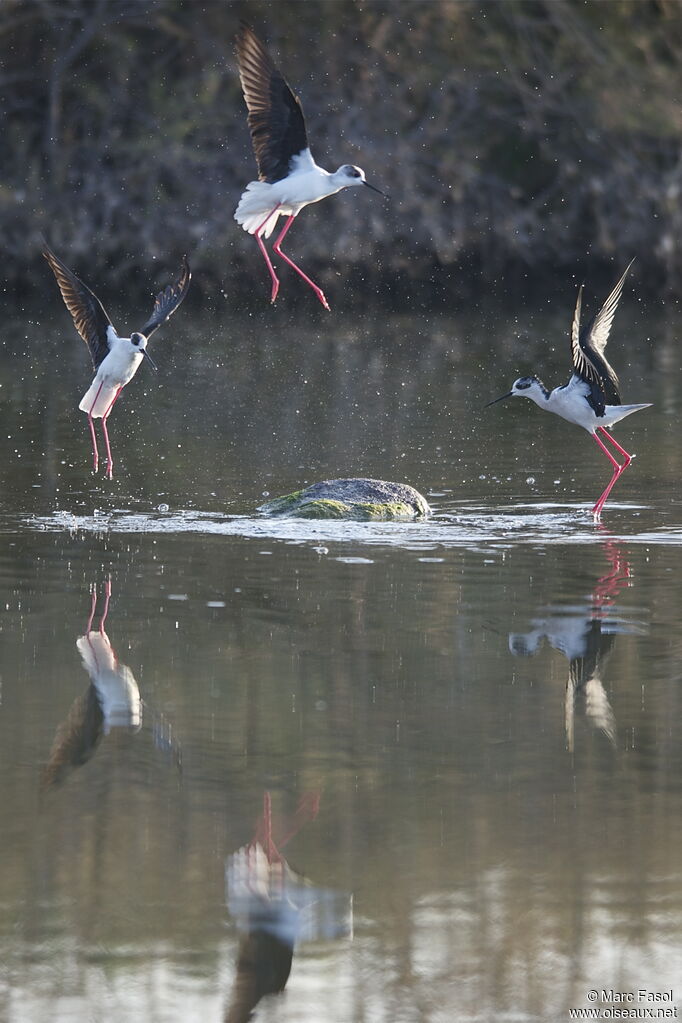 Black-winged Stilt, identification, Flight, Behaviour