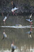 Black-winged Stilt