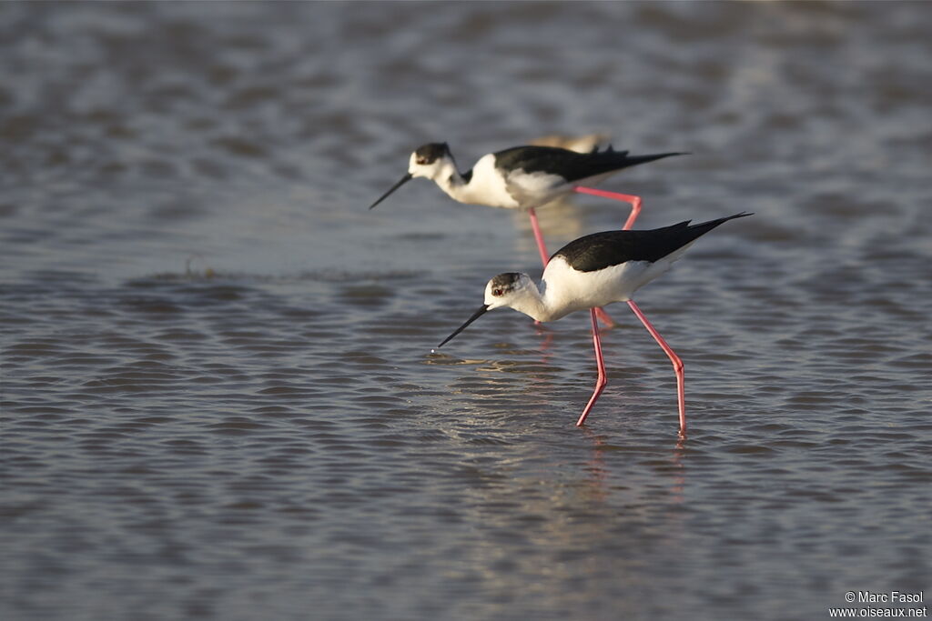 Black-winged Stiltadult breeding, identification, feeding habits, Behaviour