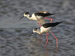 Black-winged Stilt