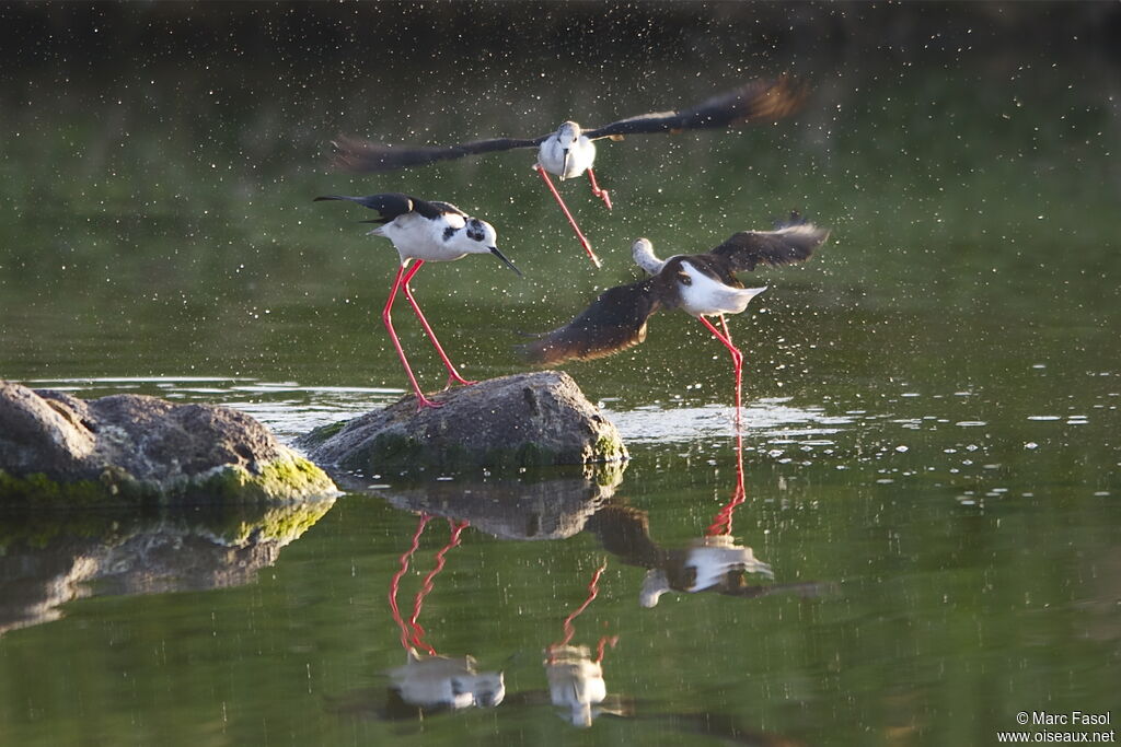 Black-winged Stiltadult breeding, identification, Flight, Behaviour