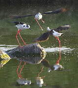 Black-winged Stilt