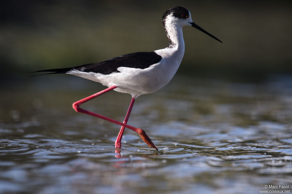 Black-winged Stiltadult breeding, identification