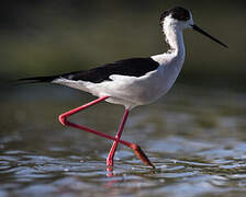 Black-winged Stilt