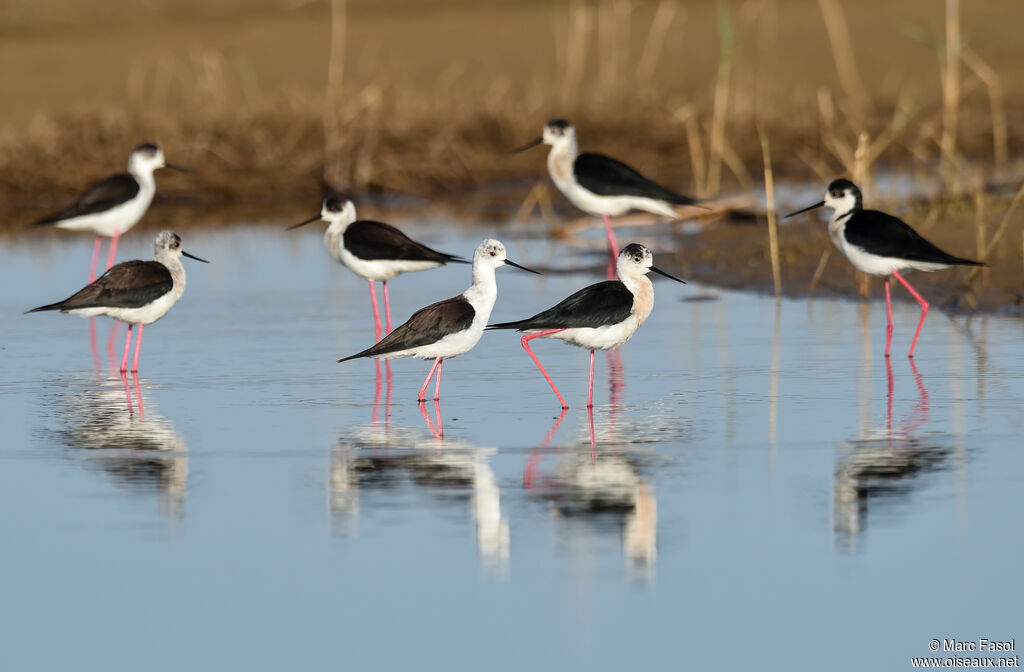 Black-winged Stiltadult breeding, identification