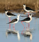 Black-winged Stilt