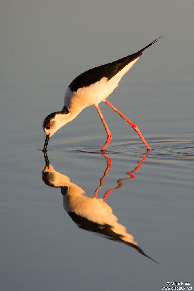 Black-winged Stilt male, identification, fishing/hunting