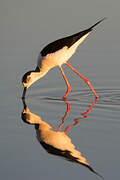 Black-winged Stilt